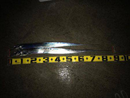 ドラゴンを求めて!!